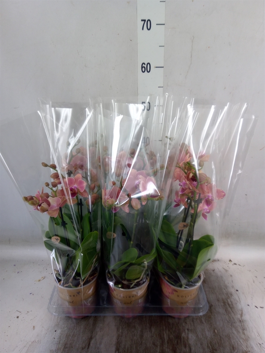 <h4>Phalaenopsis   ...orange</h4>