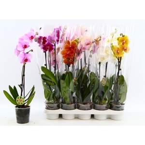 PHAL GEM 8 KL