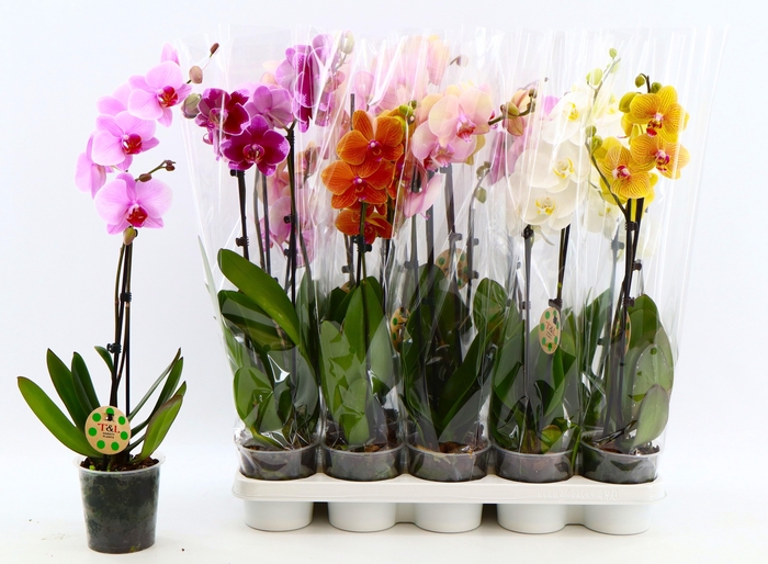 <h4>PHAL GEM 8 KL</h4>