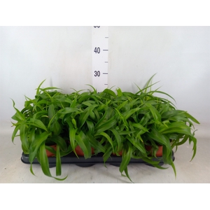 Chlorophytum com. 'Green Bonnie'