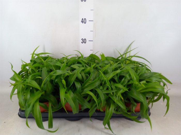 <h4>Chlorophytum com. 'Green Bonnie'</h4>