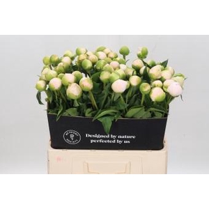 Paeonia Chiffon Parfait
