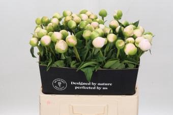 <h4>Paeonia Chiffon Parfait</h4>