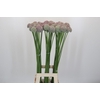 Allium Ampeloprasum