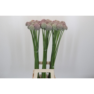 Allium Ampeloprasum