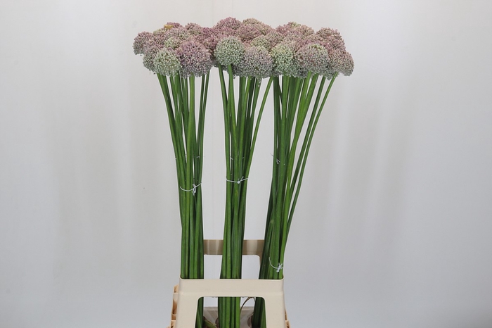 Allium Ampeloprasum