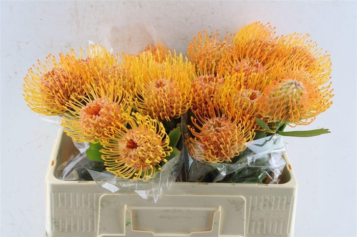 <h4>LEUCO SOLEIL</h4>