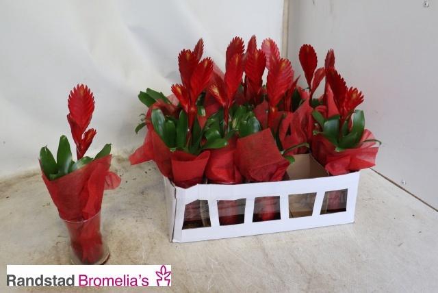 <h4>VRIES CHRISTIANE</h4>