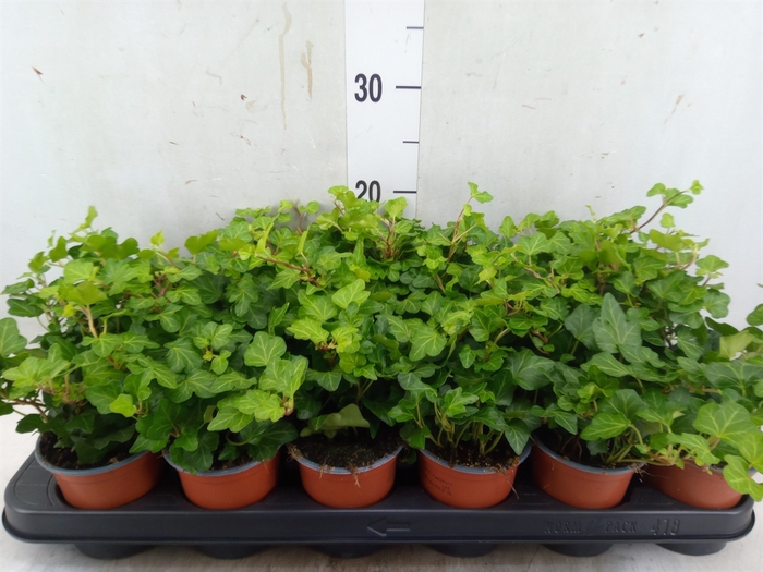 <h4>Hedera helix 'Wonder'</h4>
