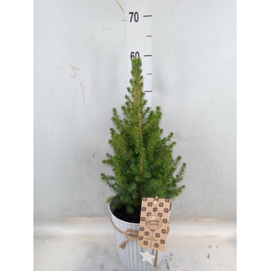 Picea glauca 'December'
