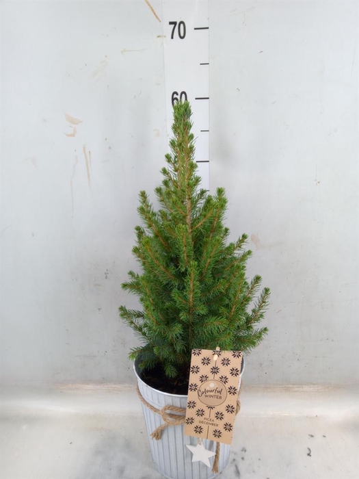 <h4>Picea glauca 'December'</h4>