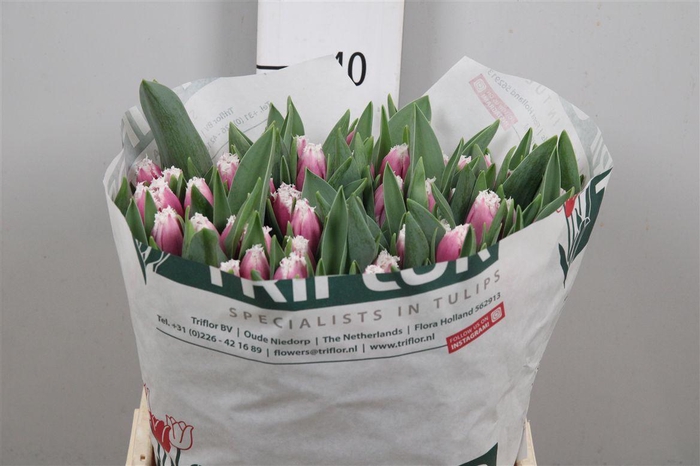 <h4>Tu Fr San Raffael</h4>