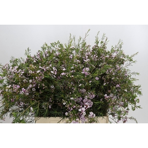 Chamelaucium Dancing Queen