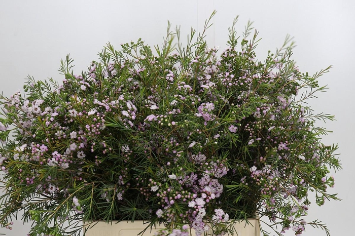 <h4>Chamelaucium Dancing Queen</h4>