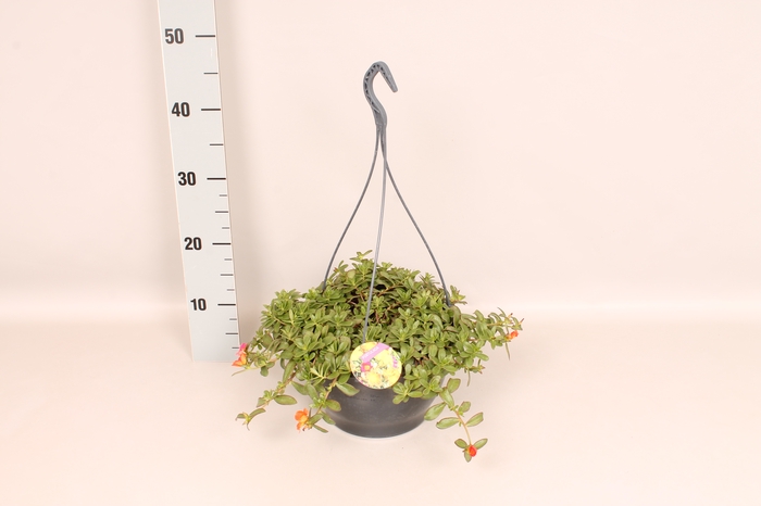 Hangpotten 23 cm Portulaca Trio