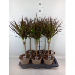 Dracaena marg. 'Magenta'