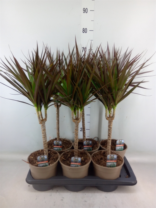 <h4>Dracaena marg. 'Magenta'</h4>