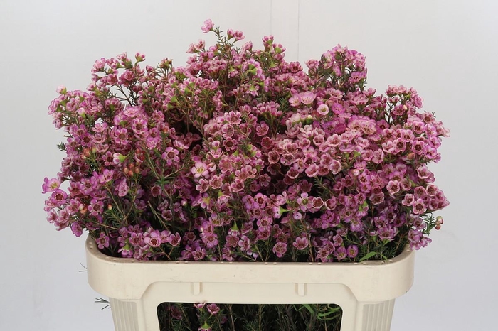 <h4>Chamelaucium Adi</h4>