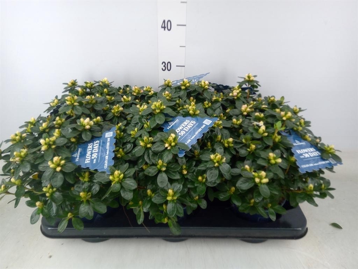 <h4>Rhododendron sim. 'Hor Class Bicol'</h4>