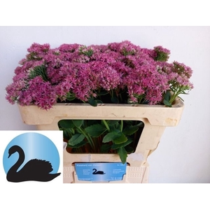 SEDUM T MUN D RED BL