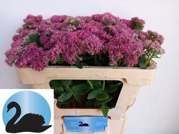 <h4>SEDUM T MUN D RED BL</h4>
