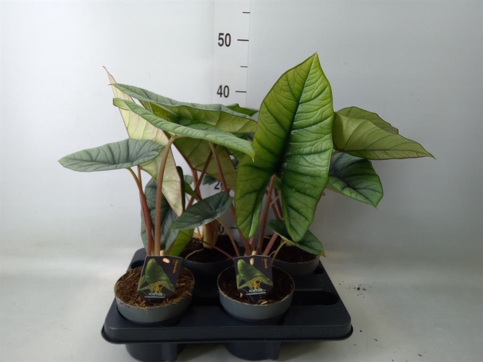 <h4>Alocasia   ...</h4>