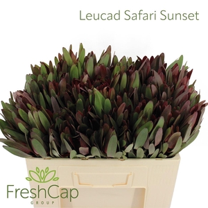 Leucad Safari Sunset