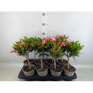 Nerium oleander   ...