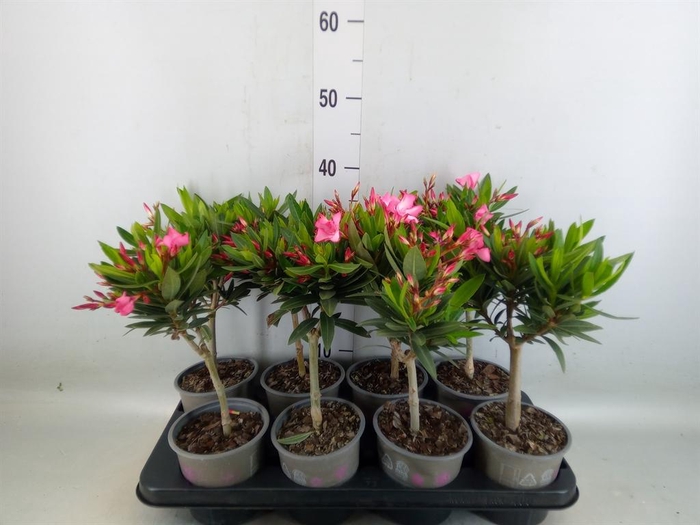 <h4>Nerium oleander   ...</h4>