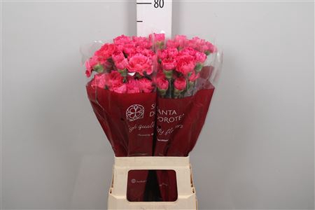 <h4>Di St Ov Fuchsia</h4>