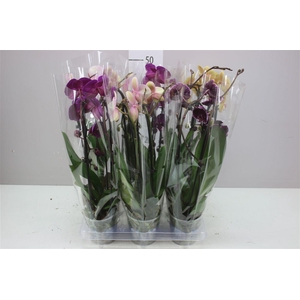 Phal Cascade Mix 2 Tak