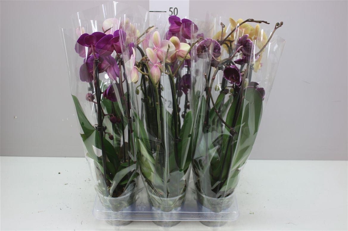 <h4>Phal Cascade Mix 2 Tak</h4>