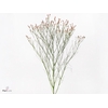 Limonium Sinense Max Diamond