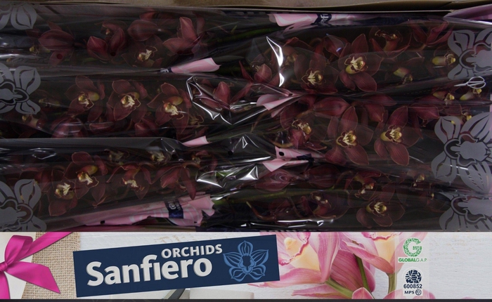 <h4>CYMB T PRIWINE</h4>