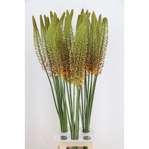 EREMURUS ORANGE PRIN