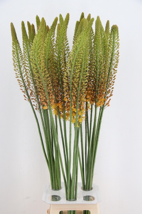 <h4>EREMURUS ORANGE PRIN</h4>