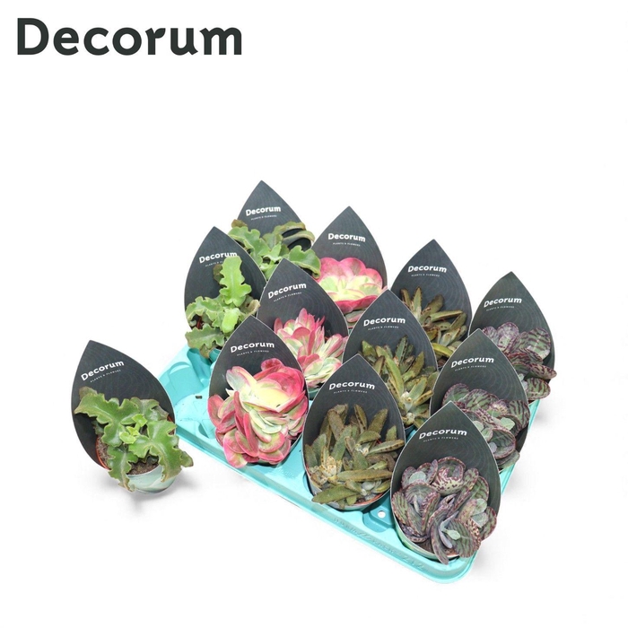 <h4>Kalanchoe Mix (4spc.) (decorum)</h4>