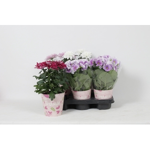 KAMERPL BLOEIEND GEM