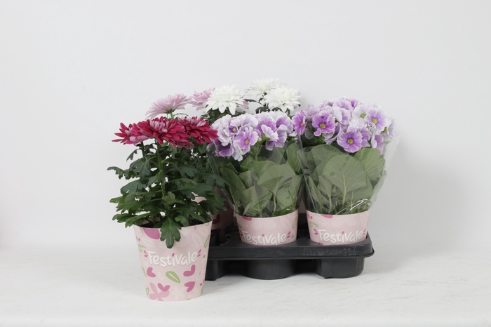 <h4>KAMERPL BLOEIEND GEM</h4>