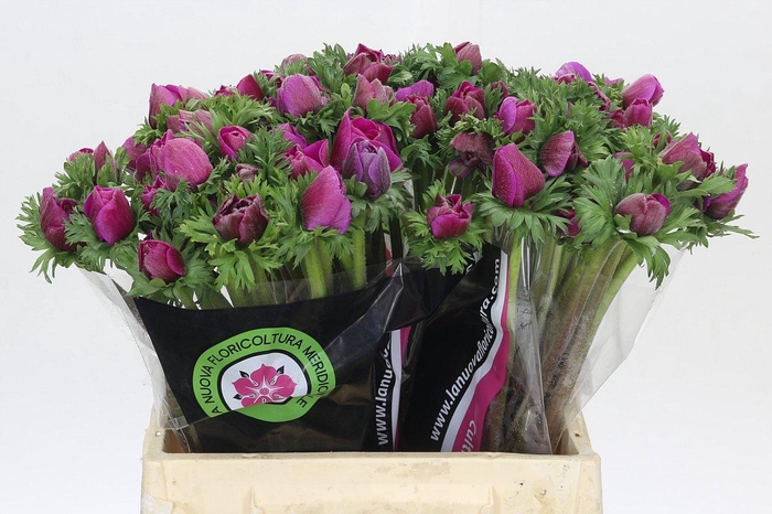 <h4>Anemone Mistral Plus Cerise</h4>