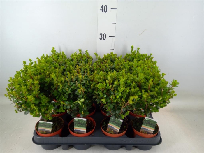 <h4>Myrsine africana</h4>