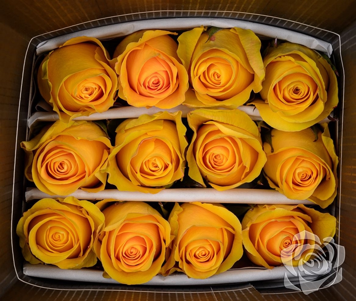 <h4>R GR BRIGHTON EQ</h4>