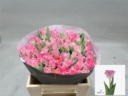 <h4>Tu Co Crown Dynasty</h4>