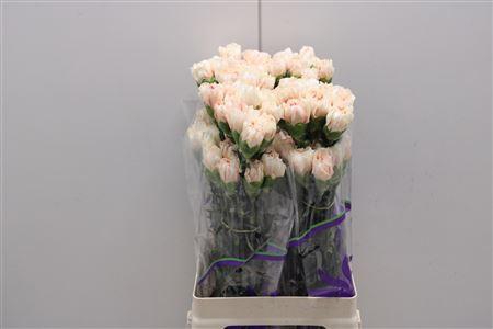 <h4>Di St Apple Tea</h4>