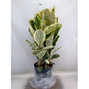 Ficus elastica 'Tineke'