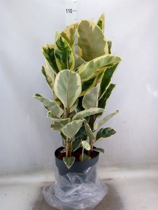 <h4>Ficus elastica 'Tineke'</h4>
