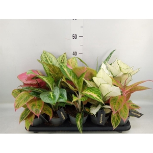 Aglaonema   ...