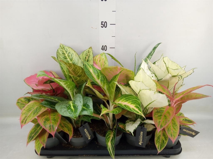 <h4>Aglaonema ...</h4>