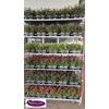 Fuchsia Mixk 1 Kleur Per Tray