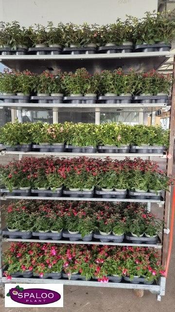 Fuchsia Mixk 1 Kleur Per Tray